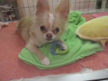 ポチたま(*ﾟ∀ﾟ*)