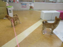 お散歩練習(ﾟ∀ﾟ)