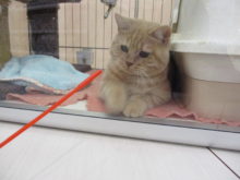 スコさん(*ﾟ∀ﾟ*)