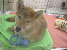 ポチたま(*´ω｀*)