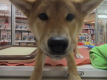 柴くん(*ﾟ∀ﾟ*)