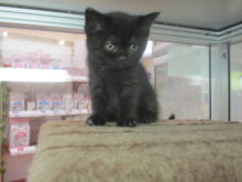 ねこちゃん(=‘ｘ‘=)