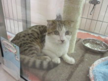 バレンタイン(*´д｀*)