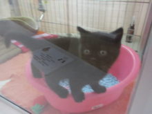 ポチたま(´∀｀*)