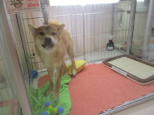 びっくり( ´ ▽ ` )