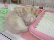 お昼寝タイム Zzzz