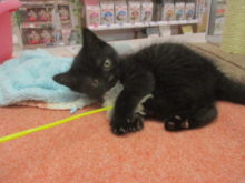 猫じゃらし(･∀･)