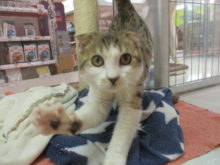 猫じゃらし(･∀･)part2