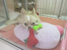 ポチたま(*´∀｀*)