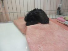 チラッ( *｀ω´)