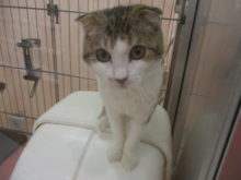 ネコちゃん(´∀｀*)