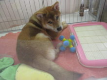 イヌちゃん(*´▽｀*)