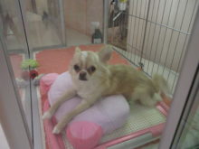 今日のポチたま(^O^)