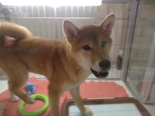 柴くん(ﾟ∀ﾟ)