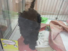 ポチたま(*ﾟ∀ﾟ*)