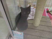 ミックスちゃん(*´ω｀*)