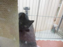 ポチたま(*´ω｀*)