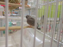 キンカチョウ(^O^)