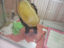 ミックスちゃん(*´∀｀)