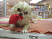 チワ君(*´ω｀*)