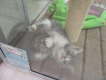 ポチたま( *｀ω´)