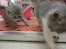 エキゾ兄妹(=‘ｘ‘=)