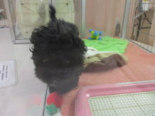 ポチたま(*´∀｀*)