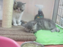 お昼寝( ´ ▽ ` )