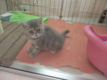 子猫たち(*´ω｀*)