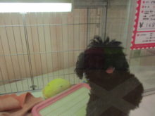 ミックスちゃん(・∀・)