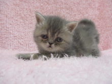 家族が決まりました(*´▽｀*)