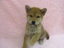 家族が決まりました(*ﾟ∀ﾟ*)