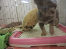 子犬ちゃん(*´ω｀*)