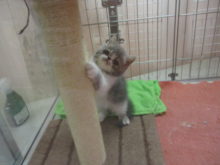 ねこちゃん(・∀・)