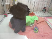 こどもの日(^ω^)