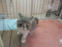 ポチたま(´∀｀)