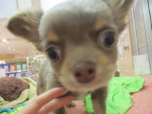 チワ君(*´ω｀*)