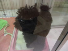 新商品(*´∀｀)