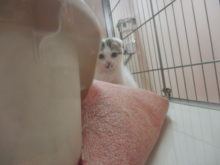 こねこ(・∀・)