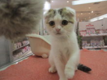 スコ君とチワ君(*ﾟ▽ﾟ*)