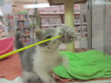 エキゾ君(=‘ｘ‘=)