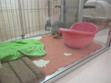 ポチたま(*´∀｀)