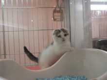 やんちゃ(｀・ω・´)