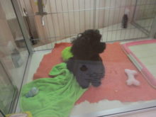 ペキプーちゃん(・∀・)