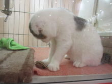 ポチたま(・∀・)