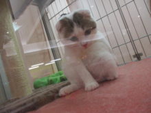 スコさん(･∀･)