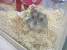 ハムちゃんたち(^-^)