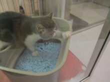 ポチたま(*´∀｀)