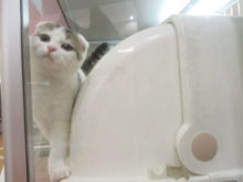 すっぽり(*´д｀*)