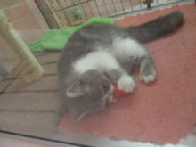 おもちゃ遊び(*´ω｀*)